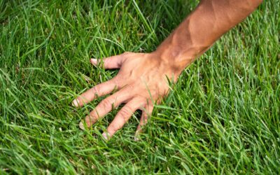 How to Best Prepare Your Lawn for the Spring Season