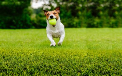 Pet Safety Information on Mosquito Control